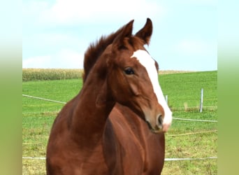 Hannoveraner, Stute, 2 Jahre, Fuchs