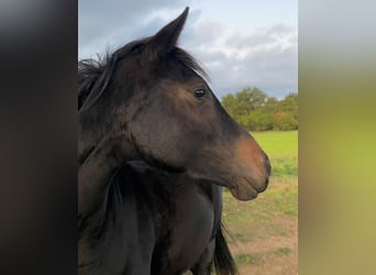 Hannoveraner, Stute, 2 Jahre, Rappe