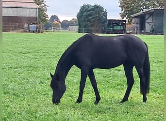 Hannoveraner, Stute, 2 Jahre, Rappe