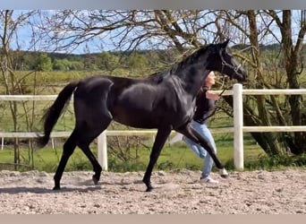 Hannoveraner, Stute, 2 Jahre, Rappe