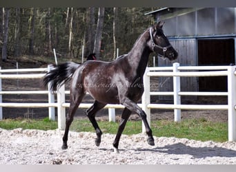 Hannoveraner, Stute, 2 Jahre, Rappe