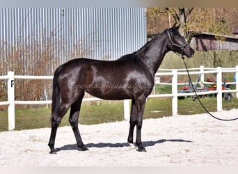 Hannoveraner, Stute, 2 Jahre, Rappe