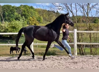 Hannoveraner, Stute, 2 Jahre, Rappe