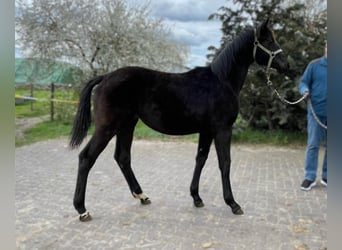 Hannoveraner, Stute, 2 Jahre, Schwarzbrauner