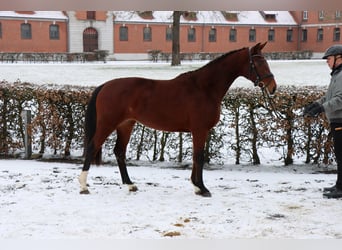 Hannoveraner, Stute, 3 Jahre, 152 cm, Brauner