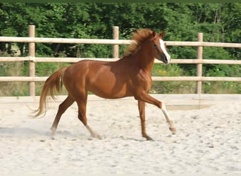 Hannoveraner, Stute, 3 Jahre, 152 cm, Fuchs
