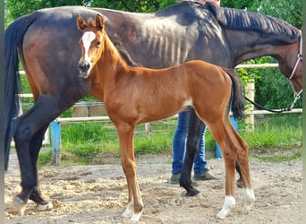 Hannoveraner, Stute, 3 Jahre, 155 cm, Brauner