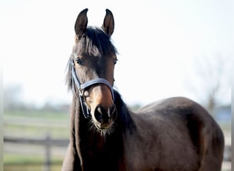 Hannoveraner, Stute, 3 Jahre, 155 cm, Dunkelbrauner