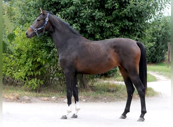 Hannoveraner, Stute, 3 Jahre, 155 cm, Dunkelbrauner