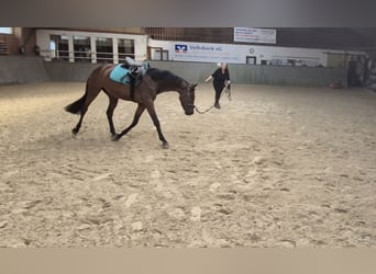Hannoveraner, Stute, 3 Jahre, 157 cm, Brauner