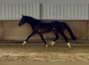 Hannoveraner, Stute, 3 Jahre, 157 cm, Dunkelbrauner