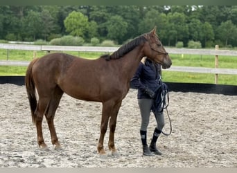 Hannoveraner, Stute, 3 Jahre, 157 cm, Fuchs