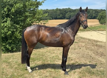 Hannoveraner, Stute, 3 Jahre, 158 cm, Dunkelbrauner