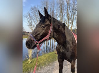 Hannoveraner, Stute, 3 Jahre, 160 cm, Apfelschimmel