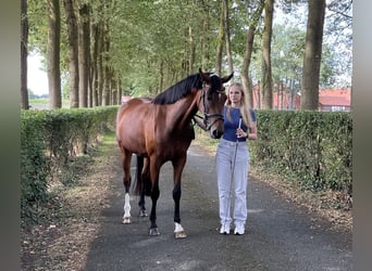 Hannoveraner, Stute, 3 Jahre, 160 cm, Brauner