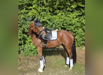 Hannoveraner, Stute, 3 Jahre, 160 cm, Brauner