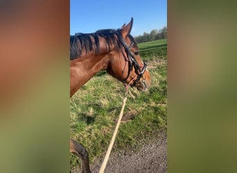 Hannoveraner, Stute, 3 Jahre, 160 cm, Brauner