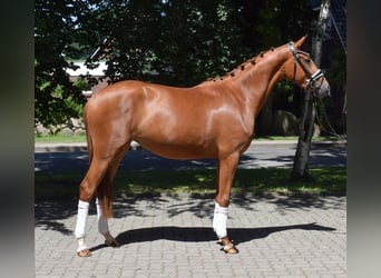 Hannoveraner, Stute, 3 Jahre, 160 cm, Fuchs