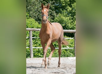 Hannoveraner, Stute, 3 Jahre, 160 cm, Fuchs