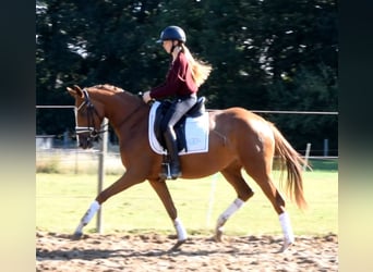 Hannoveraner, Stute, 3 Jahre, 160 cm, Fuchs