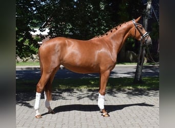 Hannoveraner, Stute, 3 Jahre, 160 cm, Fuchs