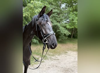 Hannoveraner, Stute, 3 Jahre, 160 cm, Rappe