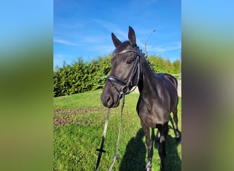 Hannoveraner, Stute, 3 Jahre, 160 cm, Rappe