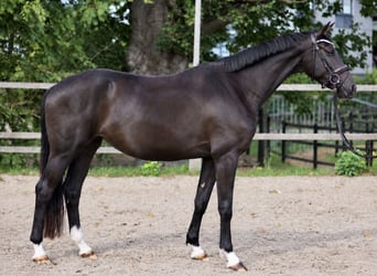 Hannoveraner, Stute, 3 Jahre, 160 cm, Schwarzbrauner