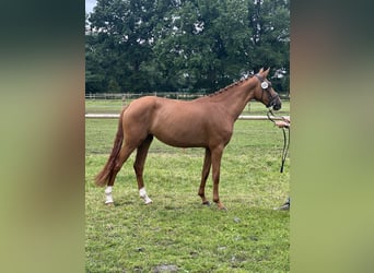 Hannoveraner, Stute, 3 Jahre, 161 cm, Fuchs