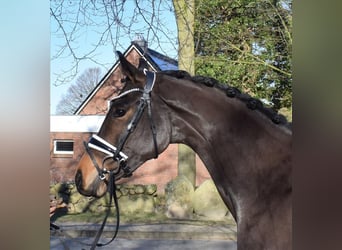 Hannoveraner, Stute, 3 Jahre, 162 cm, Brauner