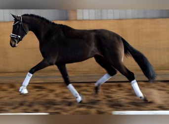 Hannoveraner, Stute, 3 Jahre, 162 cm, Brauner