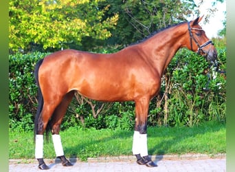 Hannoveraner, Stute, 3 Jahre, 162 cm, Brauner