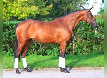 Hannoveraner, Stute, 3 Jahre, 162 cm, Brauner