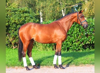 Hannoveraner, Stute, 3 Jahre, 162 cm, Brauner