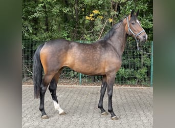Hannoveraner, Stute, 3 Jahre, 162 cm, Brauner