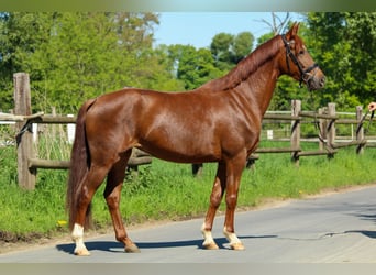 Hannoveraner, Stute, 3 Jahre, 162 cm, Dunkelfuchs