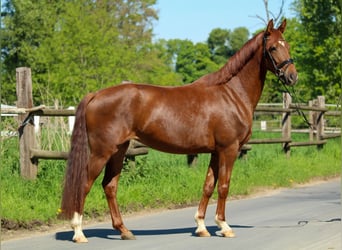 Hannoveraner, Stute, 3 Jahre, 162 cm, Dunkelfuchs