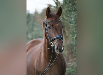 Hannoveraner, Stute, 3 Jahre, 162 cm, Dunkelfuchs