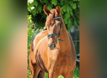 Hannoveraner, Stute, 3 Jahre, 162 cm, Dunkelfuchs