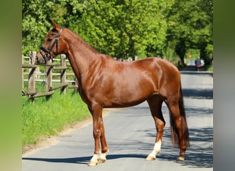Hannoveraner, Stute, 3 Jahre, 162 cm, Dunkelfuchs