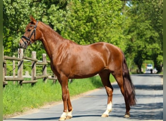 Hannoveraner, Stute, 3 Jahre, 162 cm, Dunkelfuchs