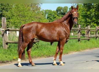 Hannoveraner, Stute, 3 Jahre, 162 cm, Dunkelfuchs