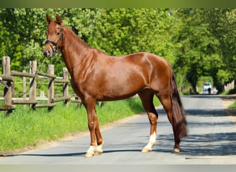 Hannoveraner, Stute, 3 Jahre, 162 cm, Dunkelfuchs