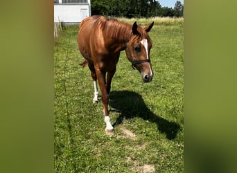 Hannoveraner, Stute, 3 Jahre, 162 cm, Fuchs