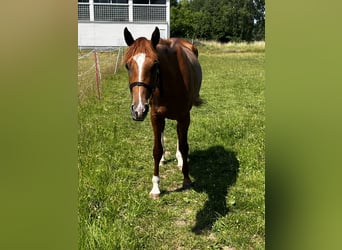Hannoveraner, Stute, 3 Jahre, 162 cm, Fuchs