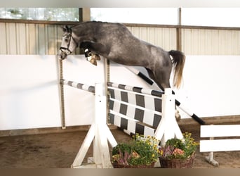 Hannoveraner, Stute, 3 Jahre, 162 cm, Schimmel
