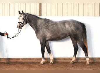 Hannoveraner, Stute, 3 Jahre, 162 cm, Schimmel