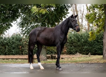 Hannoveraner, Stute, 3 Jahre, 162 cm, Schwarzbrauner