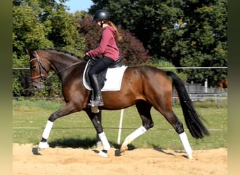 Hannoveraner, Stute, 3 Jahre, 163 cm, Brauner