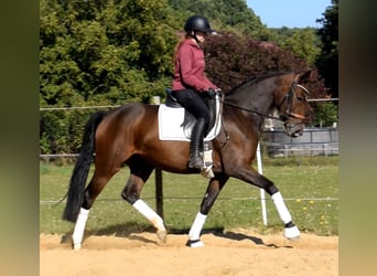 Hannoveraner, Stute, 3 Jahre, 163 cm, Brauner